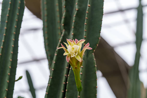 Closeup view of Blossom cactus Flower