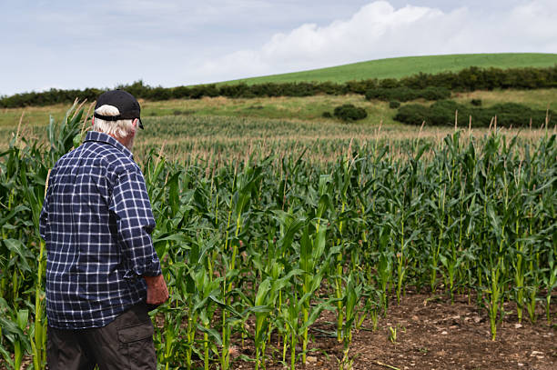 istock Senior man looking at maize growing in a field 2229059499