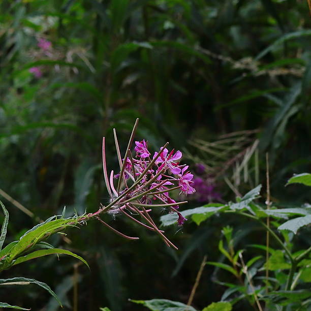 istock Chamaenerion Angustifolium, Rosebay Willow Herb, Vibrant Wildflower Cluster 2229059783