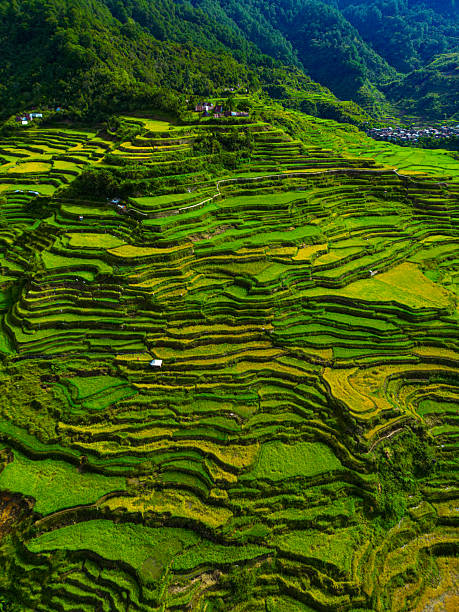 High-resolution direct overhead drone photograph showing the geometric patterns of rice terraces in the mountains of Ifugao Province, Philippines, highlighting traditional farming and rural landscapes under bright daylight.