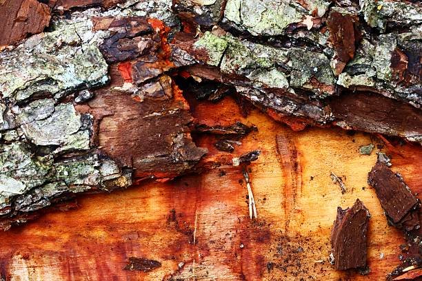 Detailed view of tree bark showing texture and color variations