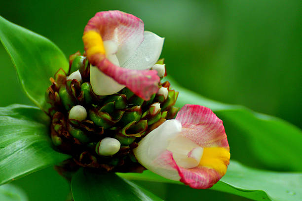 Costus barbatus, also known as spiral ginger, is a herbaceous perennial species in the Costaceae family. It is a plant species natural to tropical Asia, Africa and the Americas and produces showy, red blooms. Leaves are large and borne on spiralling stems. Costus barbatus attracts bees, butterflies and beetles.