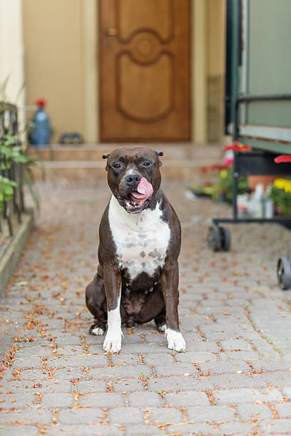 istock American Staffordshire Terrier sitting on cobblestone path 2229066152
