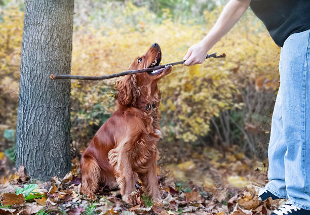 A headshot of a female cocker spaniel sitting in the garden of a gun-dog kennels in North East England. She is looking away from the camera with a blank expression and in the background is a hedge and lawn, out of focus.\n\nVideos similar to this scenario available.