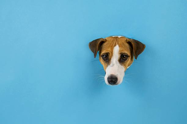 istock Funny dog muzzle from a hole in a paper blue background. Copy space. 2229066225