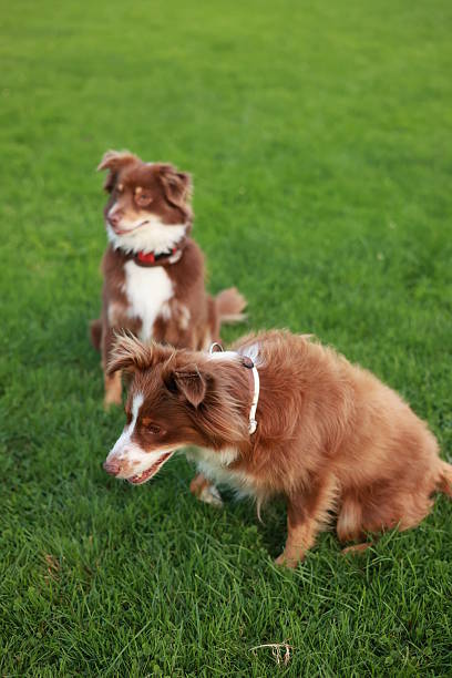 istock Two brown and white dogs are sitting on the grass 2229066653