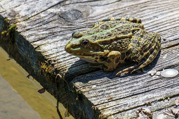 A common water frog (Pelophylax esculentus) with a green dorsal stripe rests on a weathered wooden surface near water, blending into its natural surroundings.