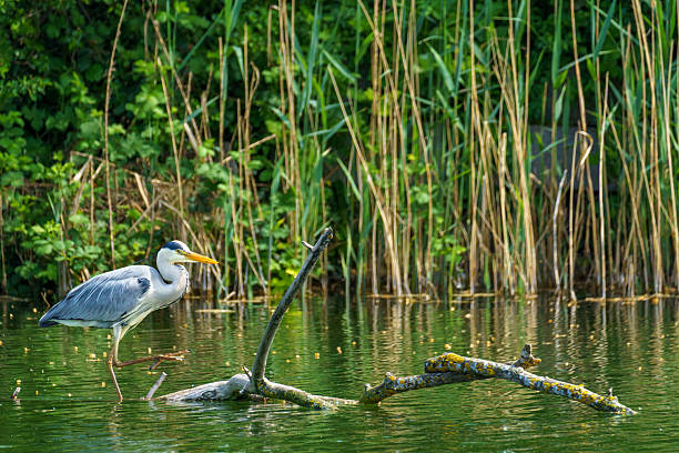A Grey Heron (Ardea cinerea) stands on a submerged branch in shallow water, beak open, surrounded by dense green wetland vegetation in a calm setting.