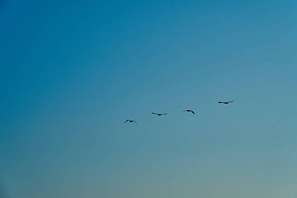 istock great cormorant high up in the sky on the curonian spit. 2229070201