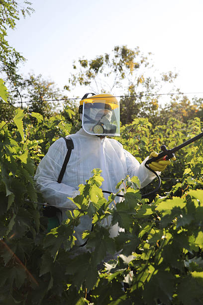 istock Elderly Worker in Protective Gear Spraying Vineyard, Wearing Mask and Gloves 2229070215