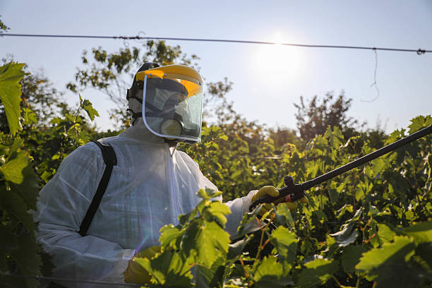 istock Senior Man in Full Protective Gear Sprays Vineyard, Ensuring Safety 2229070291