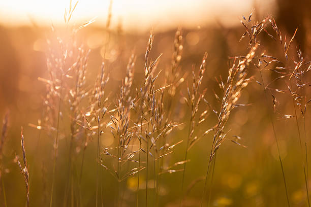 istock Sunlit Meadow Grasses Swaying Softly in the Golden Evening Light 2229070792