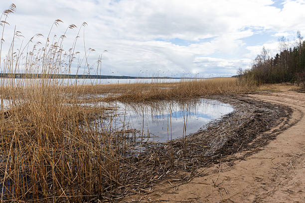 Calm lakeside scene featuring golden reed plants along the shore, a sandy path curving near the water, and a tranquil fall atmosphere under a partly cloudy sky, evoking peace and natural beauty