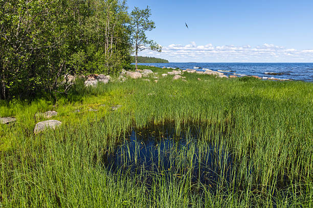istock Serene Lakeside Landscape with Lush Vegetation and Tranquil Water Views 2229070811