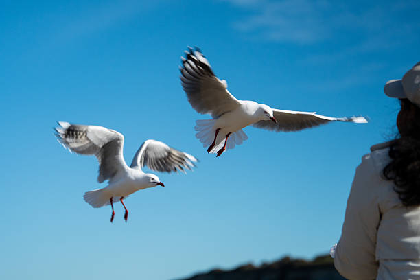 istock Port Cambell Australia 2229071092