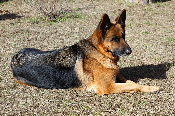 istock A German Shepherd on the grass in a garden 2229071230