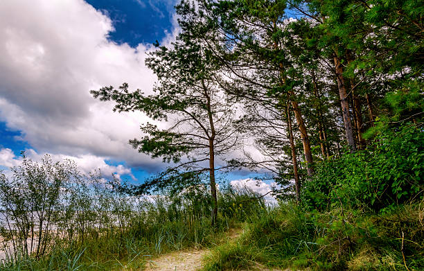 istock pine trees forest on the Baltic sea beach 2229071317
