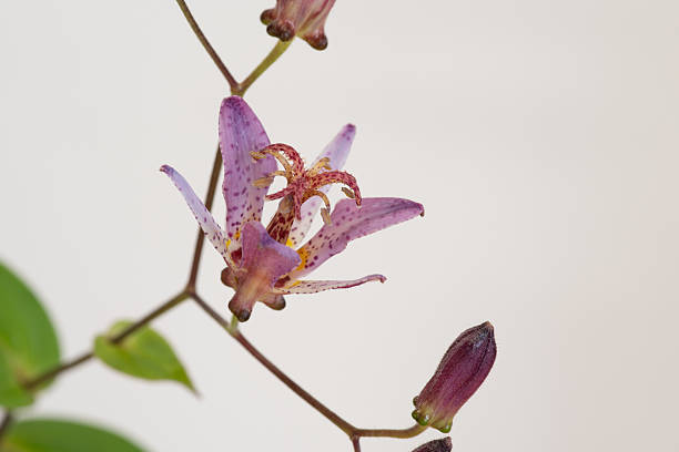 Tricyrtis grass in full bloom on a white background