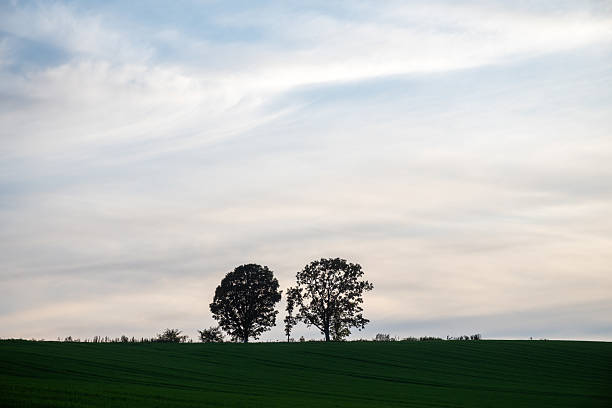 istock Three oak trees in a green wheat field at dusk 2229072255