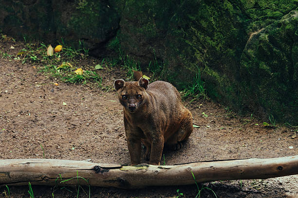 Cryptoprocta ferox stands alert on a dirt surface, gazing directly at the camera. The background features moss-covered rocks and scattered leaves, adding a natural, forest-like atmosphere.
