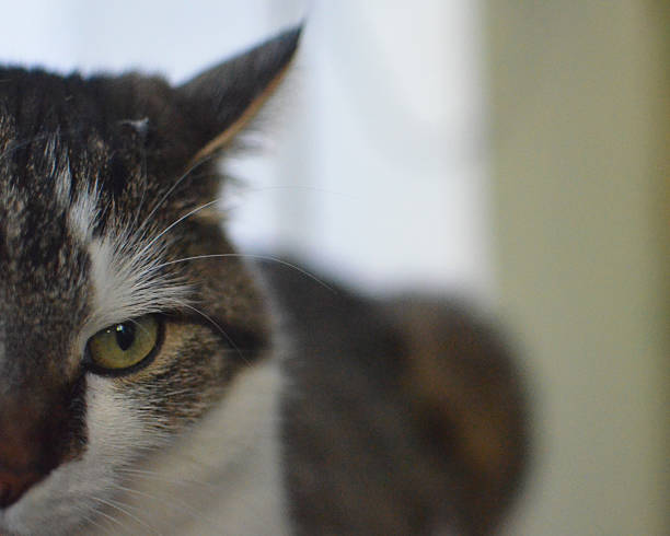 istock Close up of a cat 2229075330