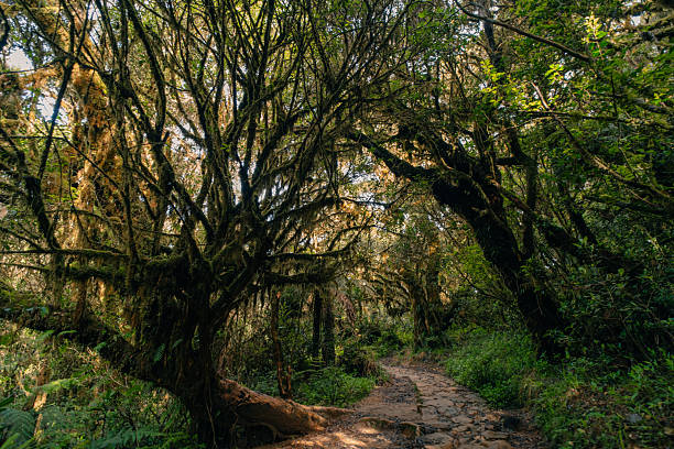 istock rainforest near mount pulag, Philippines 2229076176
