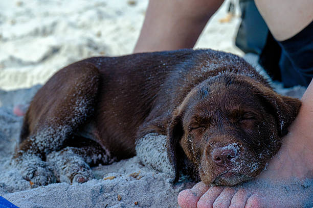A Labrador puppy sleeps on the beach on his owner's feet. The puppy is dirty with sand, and is tired after running to the beach