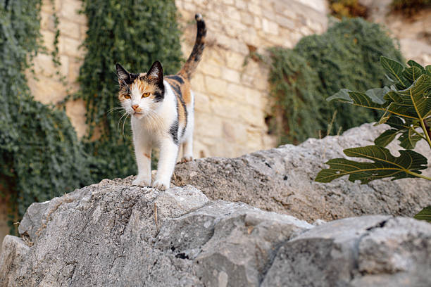 This engaging, candid photo features a beautiful tricolor calico cat standing confidently on a textured, rocky wall. The cat's tail is held high, and it looks directly at the viewer with a watchful and attentive expression. In the background, a rustic stone building is partially covered in lush green ivy, suggesting a charming outdoor setting in a European or Mediterranean town. This image is perfect for travel blogs, animal-related content, and any project that needs to convey the spirited and authentic character of street animals.