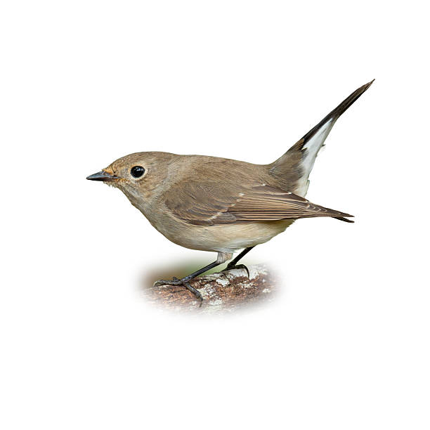 istock Female Taiga Flycatcher perched on a branch, showing soft brown plumage and white underparts. 2229076830