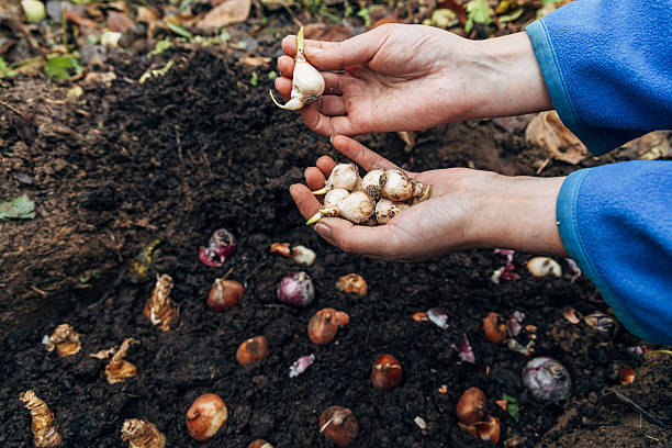 istock hands holding muscari bulbs before planting in the ground 2229079102