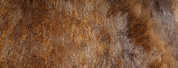 istock brown boar skin.background or texture 2229080848
