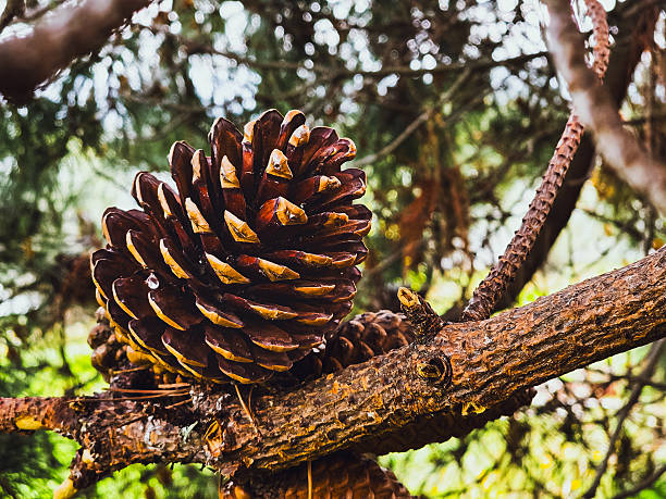Detailed close-up of a brown pine cone on a tree branch in a natural forest setting, showing intricate texture and structure, suitable for nature, forestry and botanical themes