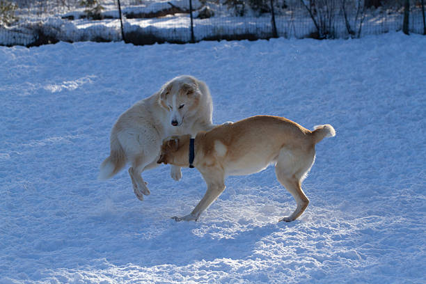Two dogs playing in an open snowy field.