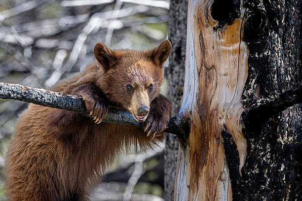 Black bear cub (red colored) climbing on downed tree trunk near Mom in International Peace Park, Alberta, Canada, North America.