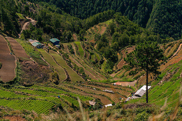 istock High lush green scene of agricultural fields 2229084610