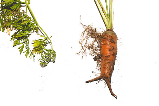 A carrot on the white background
