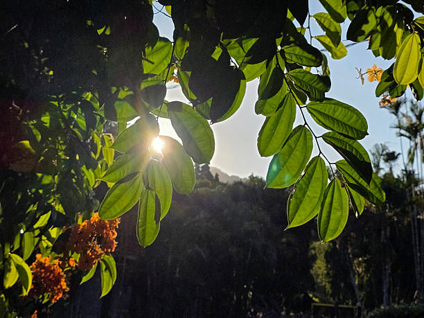 Nature concept. New hope concept.