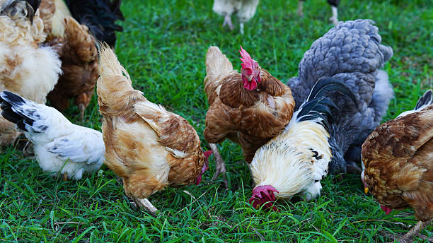 istock Beautiful colorful chickens are walking in the grass. 2229087729