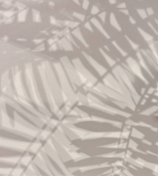 istock Abstract Background of Palm Leaf Shadows on a Wall 2229089353