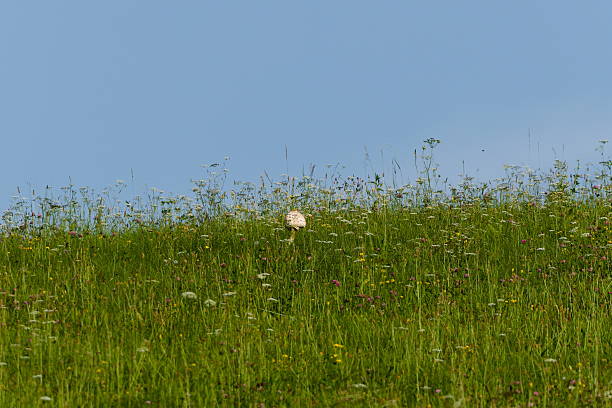 Nature of Czech Republic.