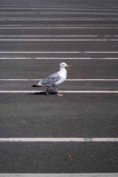A seagull walking across an empty parking lot with painted lines in a sunny outdoor setting.