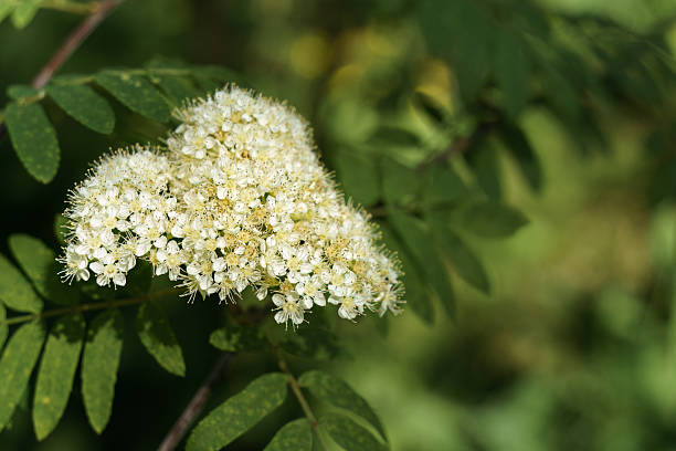 istock White Rowan (sorbus aucuparia) flowers in close up 2229090665