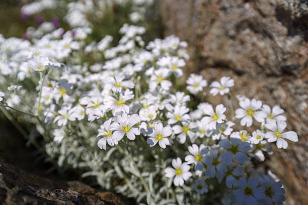 Close up of Boreal Chickweed (Cerastium biebersteinii) growing between rocks in nature