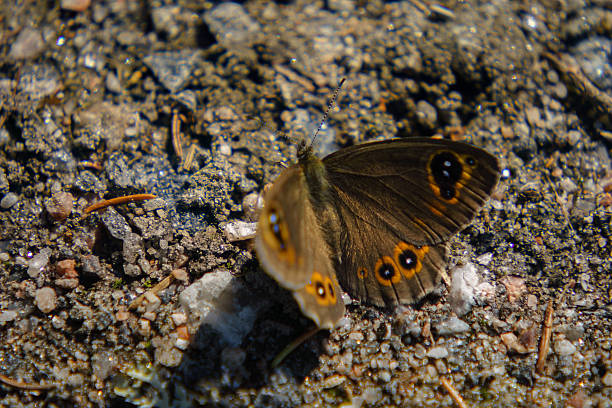 Gatekeeper butterfly on a blade of grass in a nature reserve. Stukeley Meadows Nature Reserve Huntingdon, Cambridgeshire.