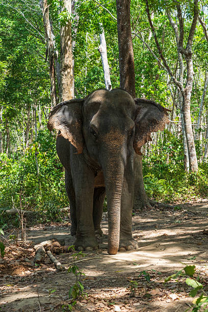 istock Elephant enjoying retirement in a rescue sanctuary in Phuket 2229091190