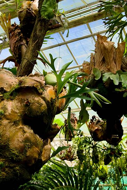 istock Lush green ferns and moss-covered branches inside a greenhouse. 2229091221