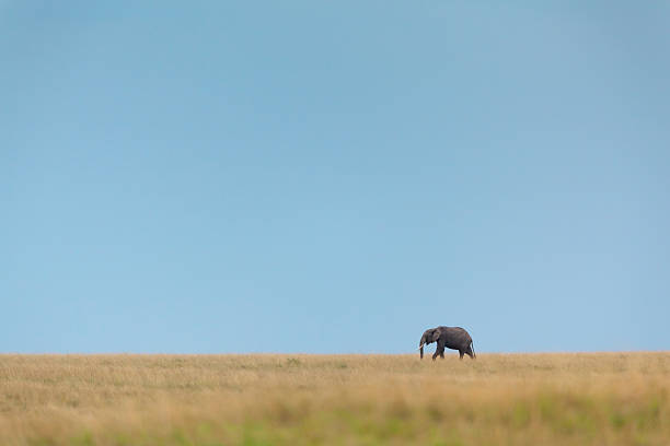 Wide shot of African savanna elephant (Loxodonta africana), also known as the African bush elephant or savannah elephant, in savannah grassland, Masai Mara or Maasai Mara National Reserve, the Mara-Serengeti ecosystem, Kenya. The African savanna elephant is listed as Endangered by the IUCN.
