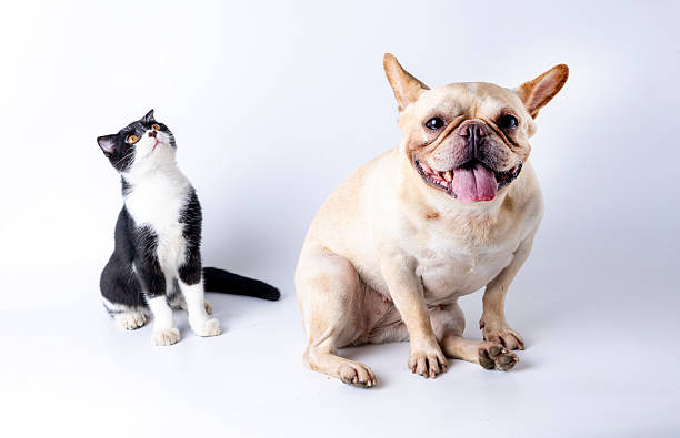 Studio photography of French bulldogs and dairy cows with cats on a white background for portraits