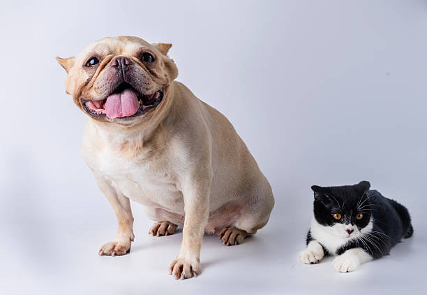 Studio photography of French bulldogs and dairy cows with cats on a white background for portraits