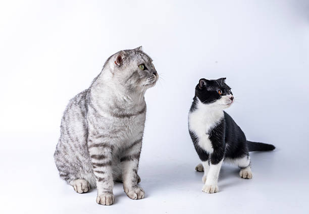istock American Shorthair cats and Dairy Cat breeds 2229091877